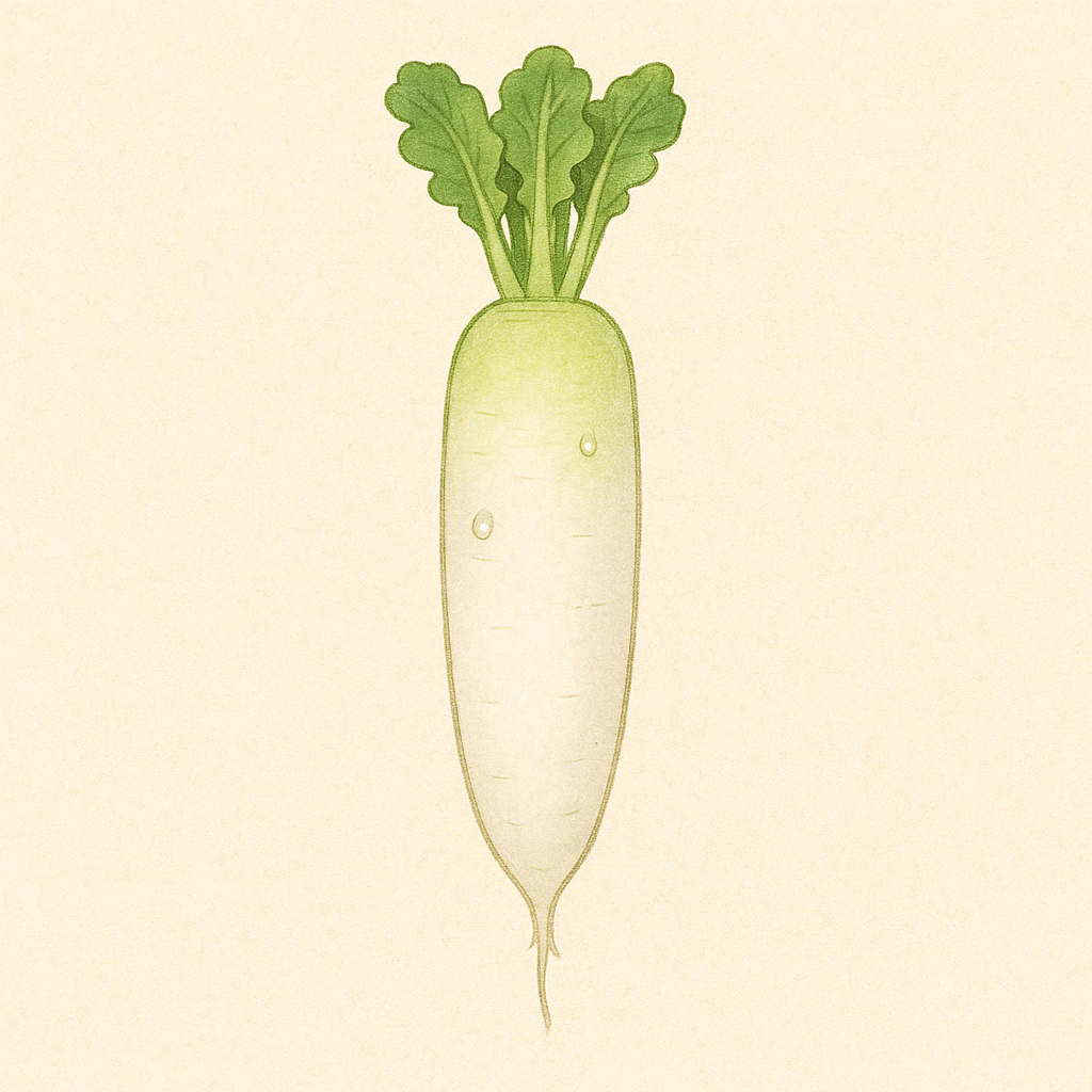 大根のイラスト。