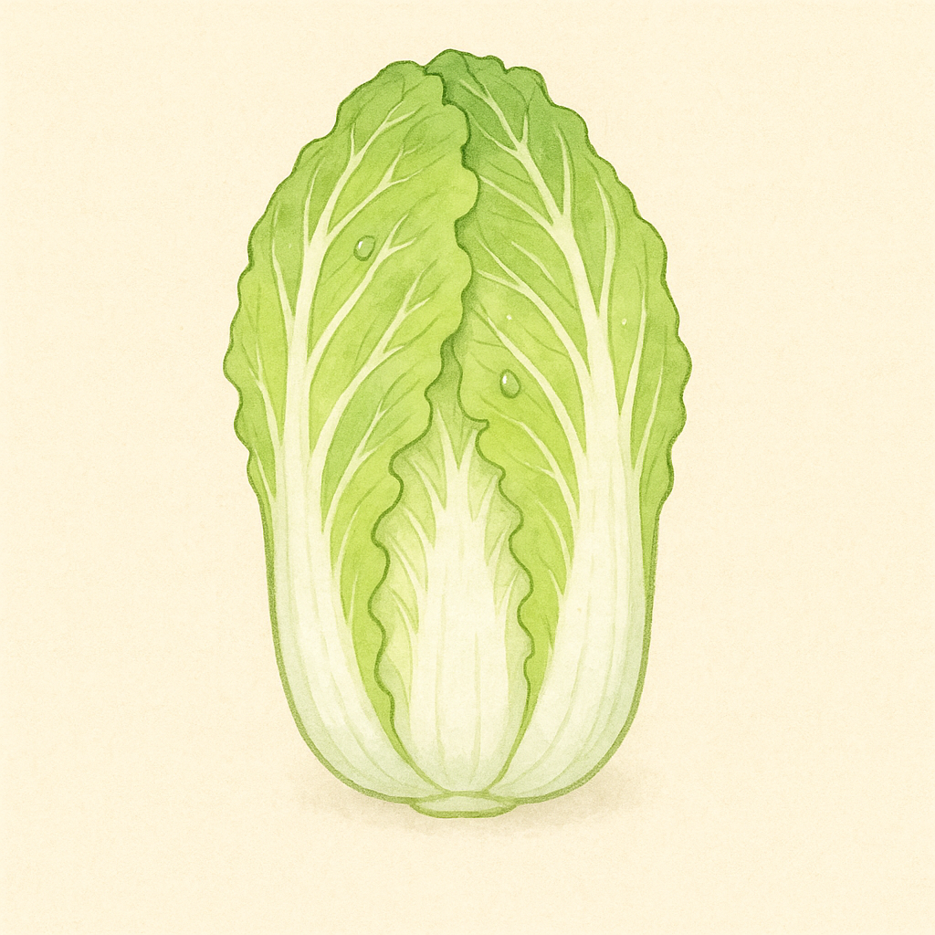 白菜のイラスト