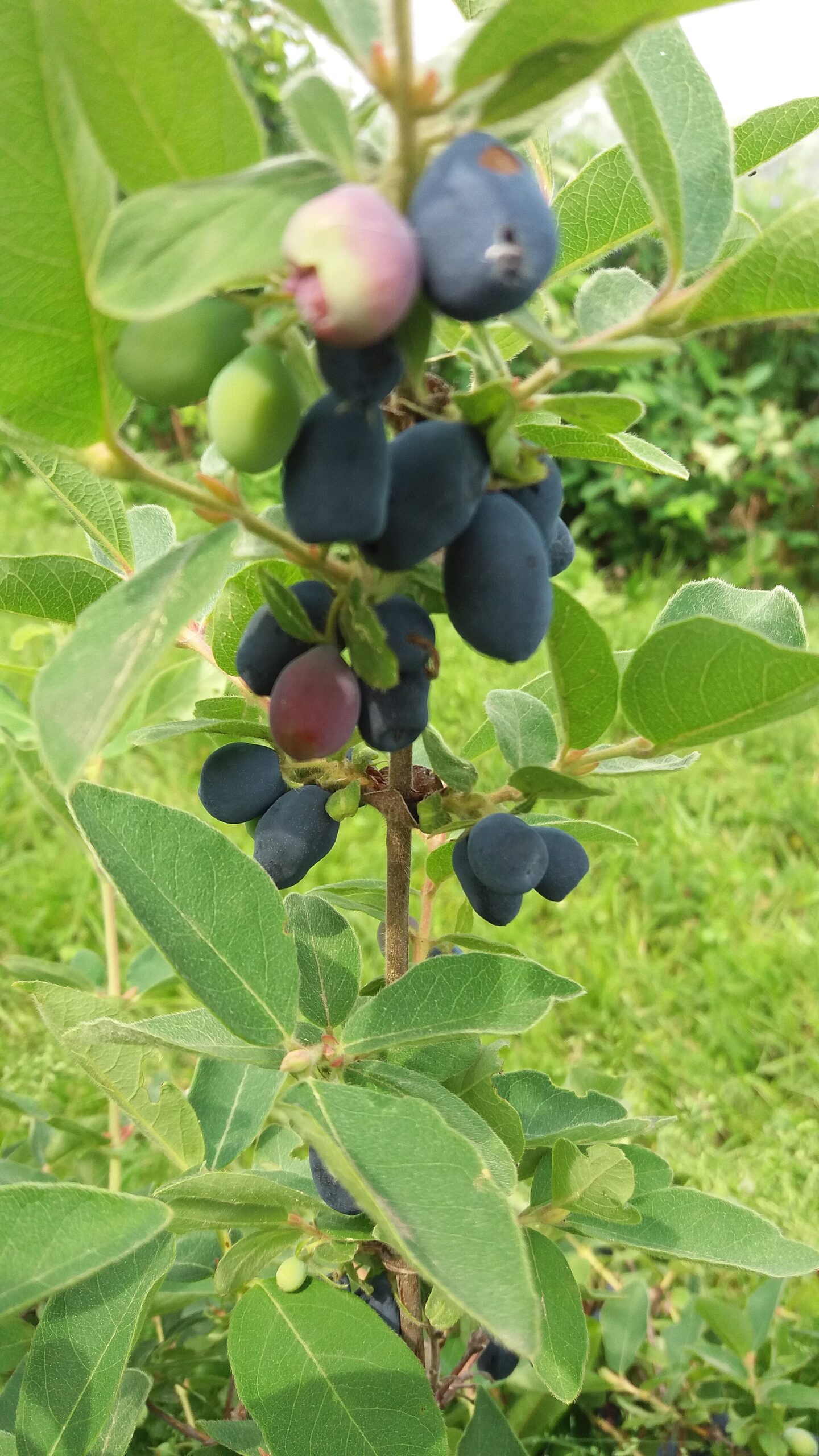 厚真町の食の入口イメージ