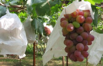 Koshu grapes growing in a vineyard in Yamanashi