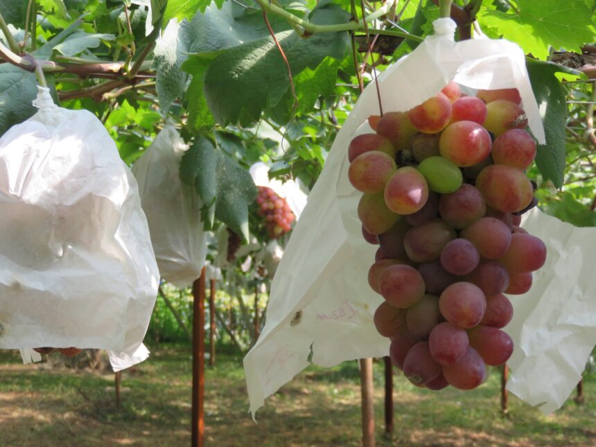 Koshu grapes growing in a vineyard in Yamanashi