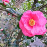 Camellia flower on Izu Oshima near the Senzu area