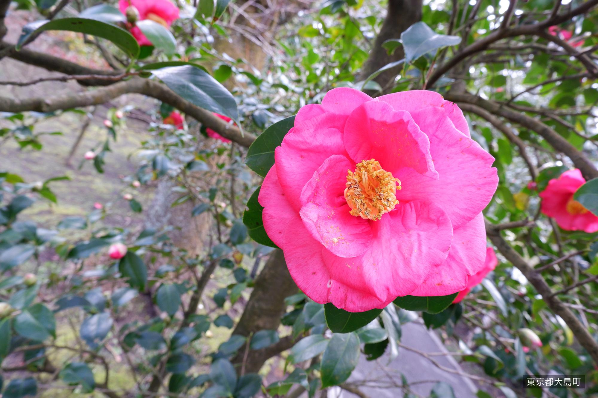 Camellia flower on Izu Oshima near the Senzu area