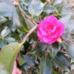 Camellia flowers on Izu Oshima
