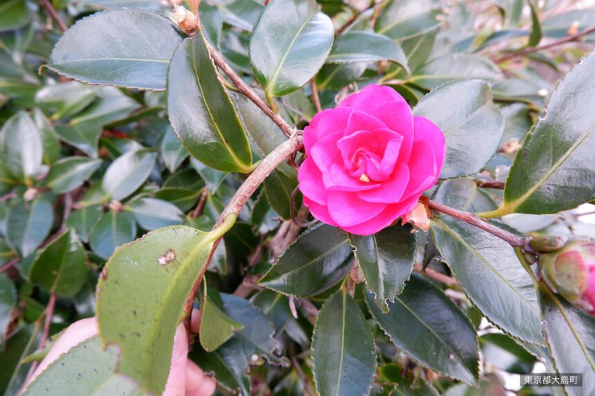 Camellia flowers on Izu Oshima
