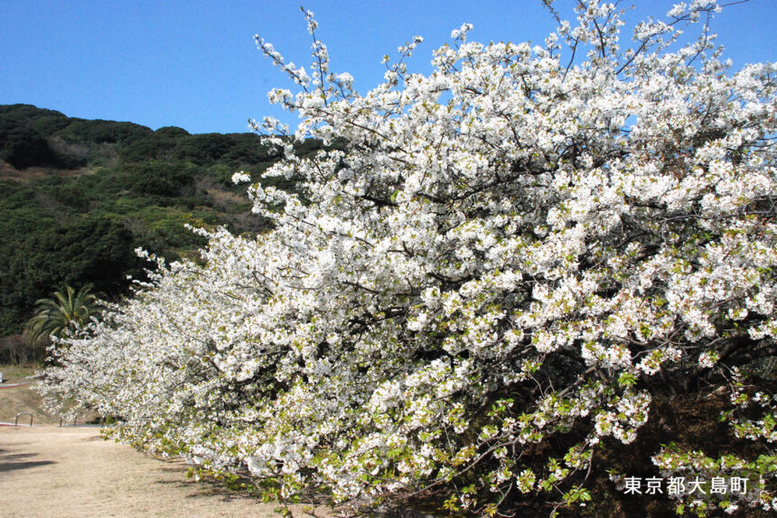 Cherry blossoms in Oshima Park