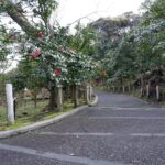 Camellia flower on Izu Oshima