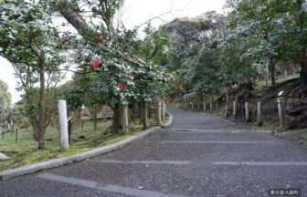 Camellia flower on Izu Oshima