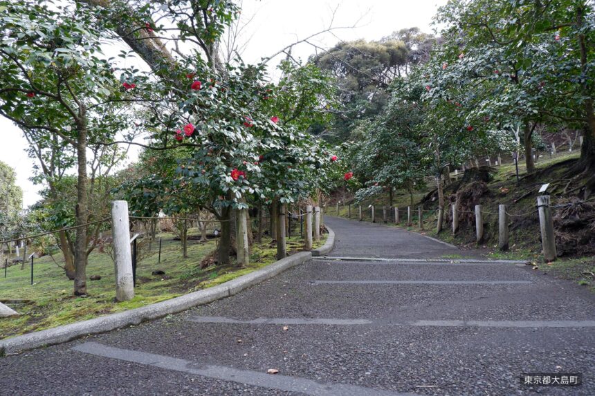 Camellia flower on Izu Oshima