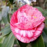 Camellia flower on Izu Oshima
