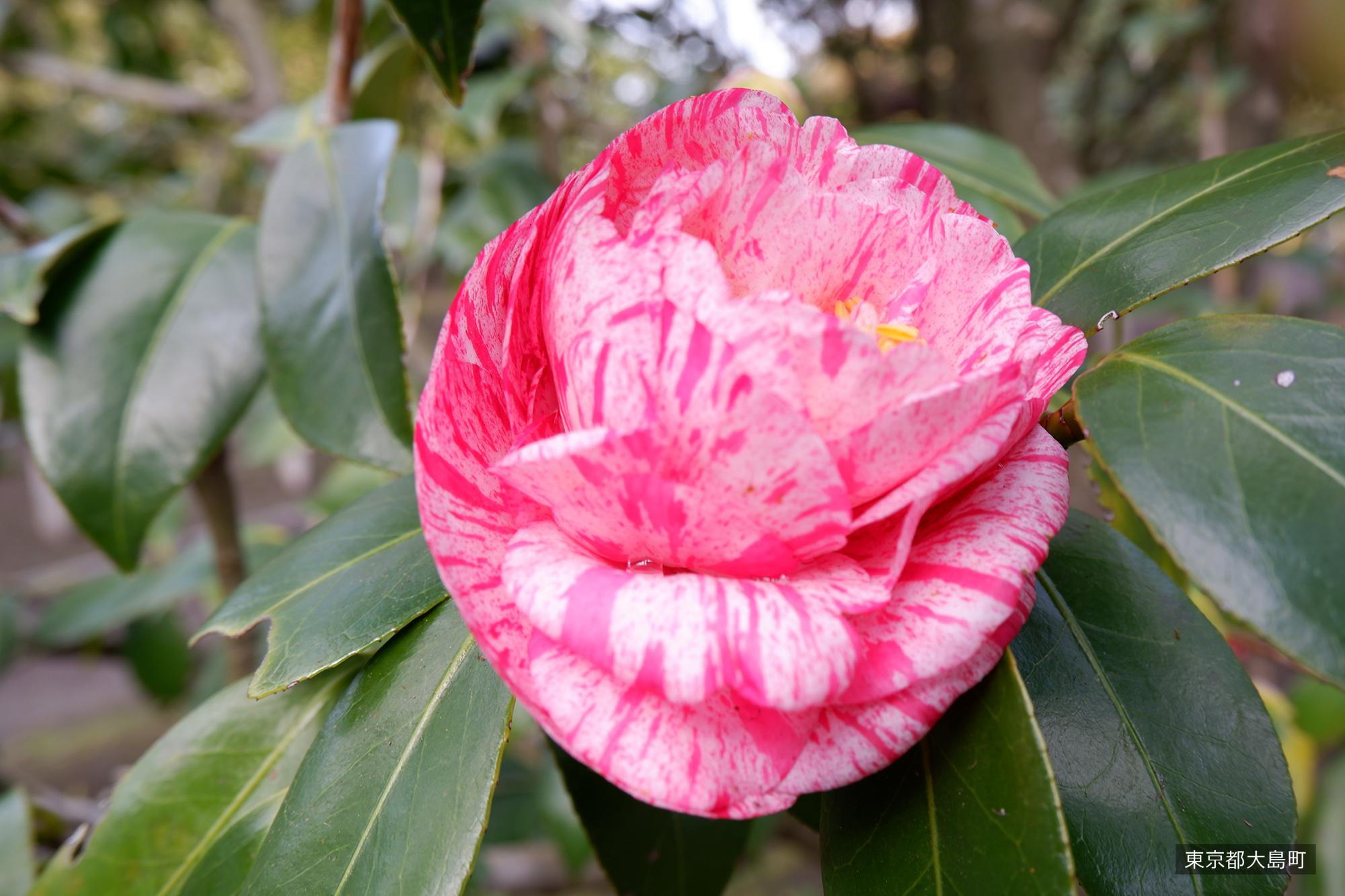 Camellia flower on Izu Oshima