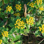 Isogiku coastal flowers on Izu Oshima