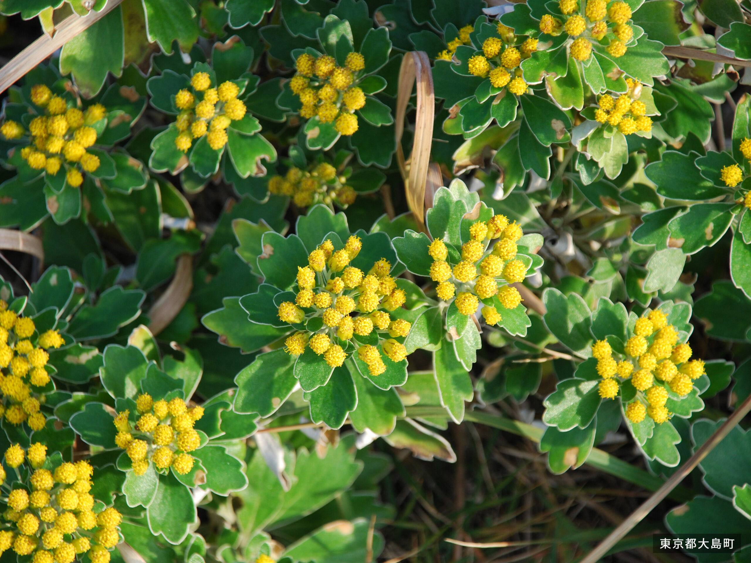 Isogiku coastal flowers on Izu Oshima