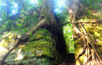 Senzu cut-through scenery on Izu Oshima