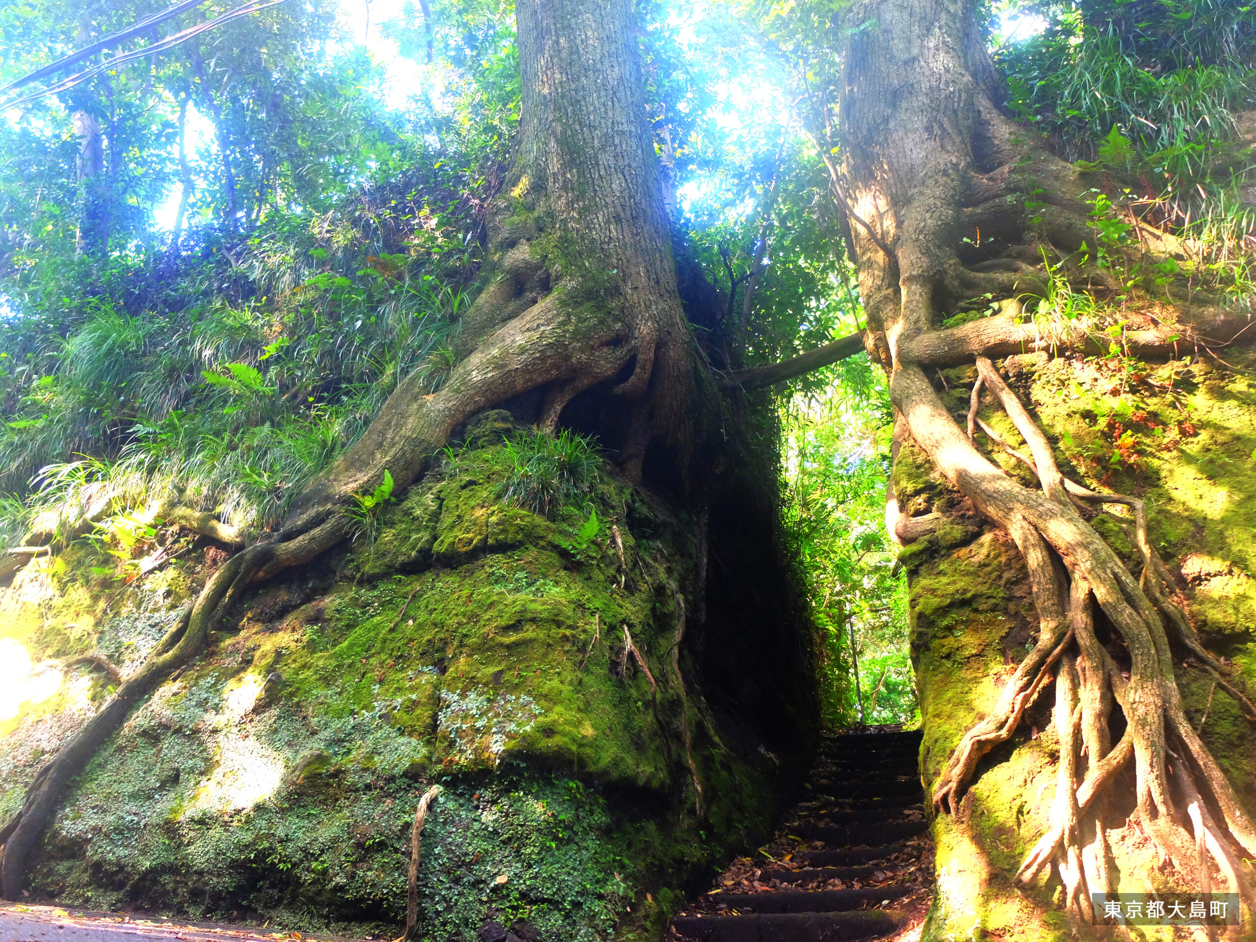 Senzu cut-through scenery on Izu Oshima