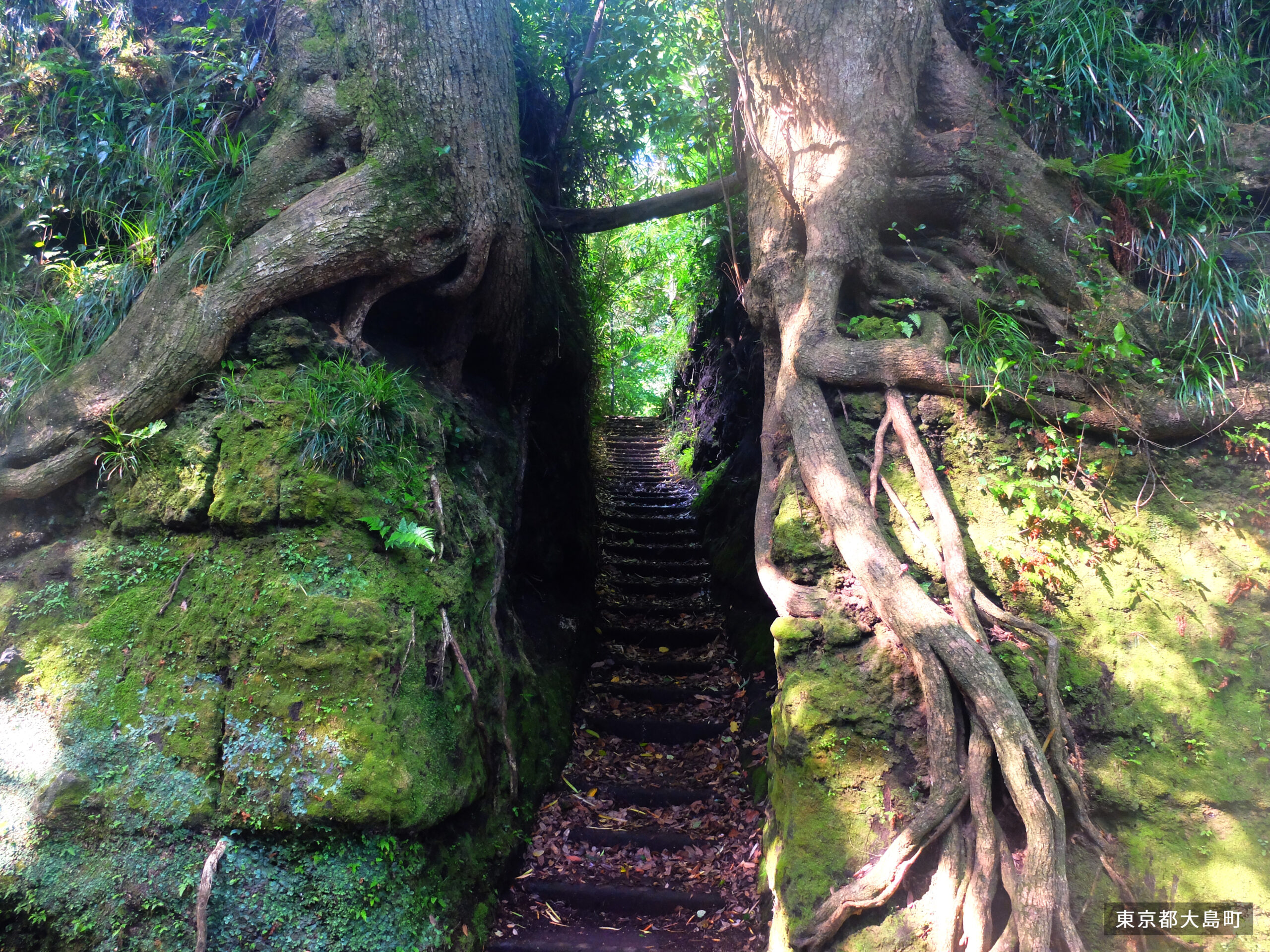 Senzu cut-through scenery on Izu Oshima