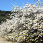 Seasonal plant scenery at Oshima Park