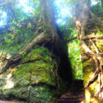 Senzu-side cut-through scenery on Izu Oshima