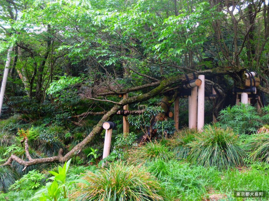 Oshima Park tree scenery at Sakurakkabu
