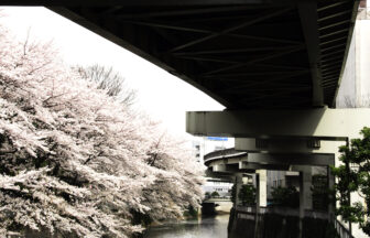 Cherry blossoms in Japan for a spring traditions travel guide