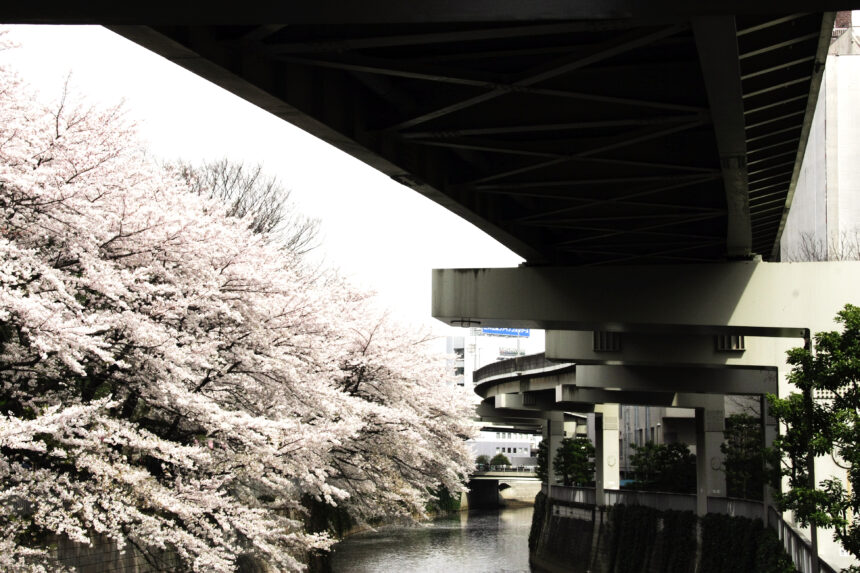 Cherry blossoms in Japan for a spring traditions travel guide