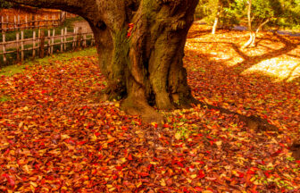 Autumn leaves in Tokyo for a Japan autumn traditions guide