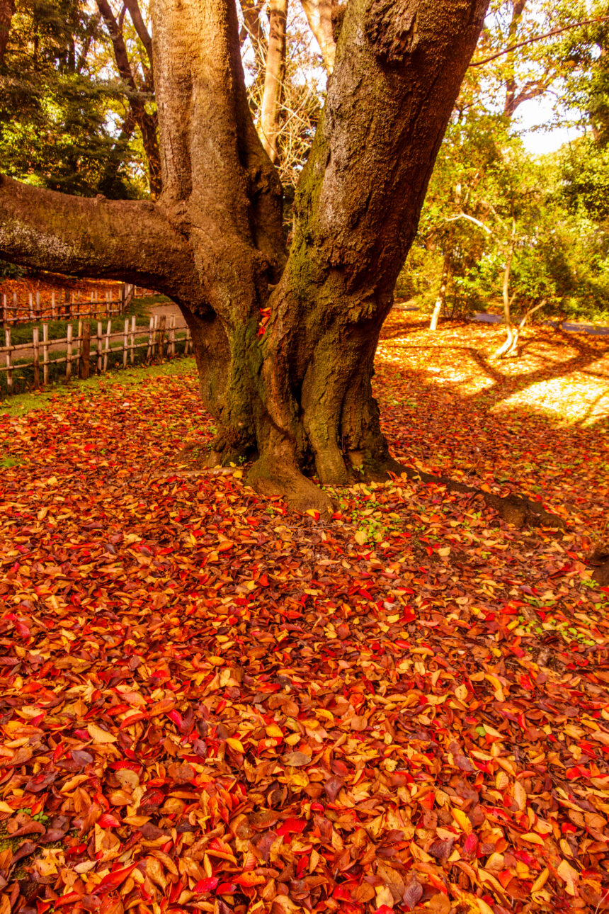 Autumn leaves in Tokyo for a Japan autumn traditions guide