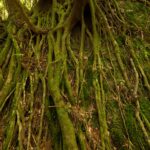 Ancient cedar forest in Yakushima with moss and dense green trees