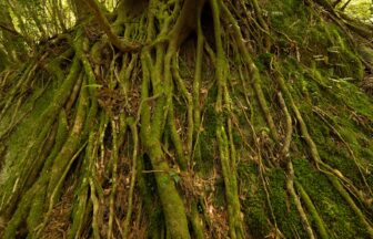 Ancient cedar forest in Yakushima with moss and dense green trees
