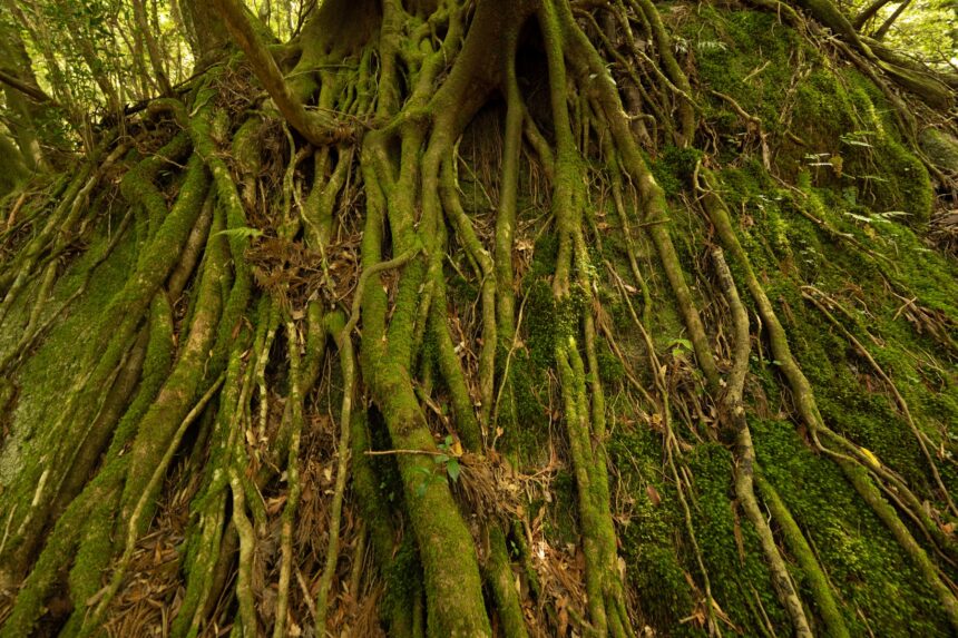 Ancient cedar forest in Yakushima with moss and dense green trees
