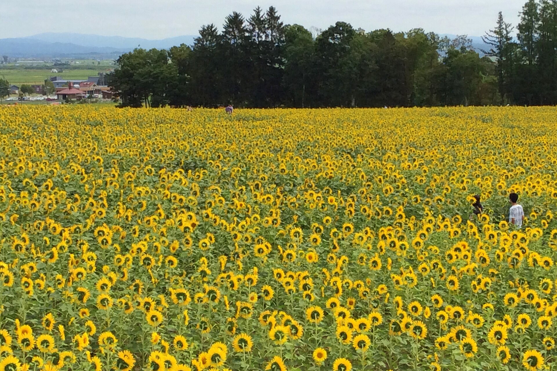 北竜町の街歩きの入口イメージ