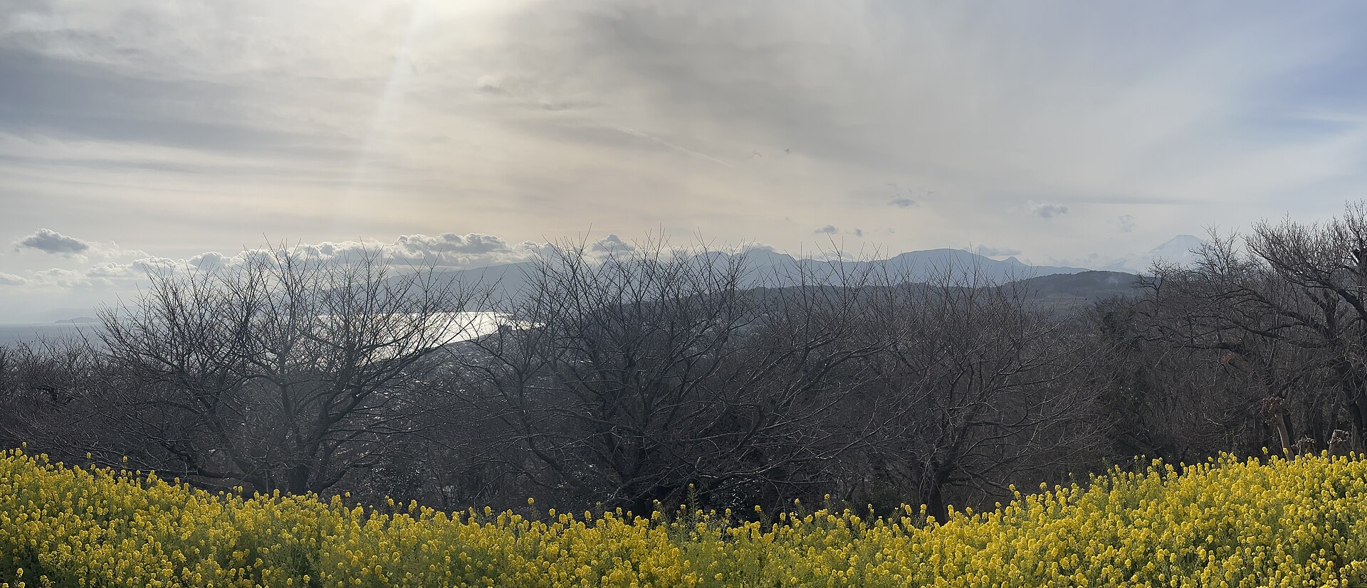 二宮町の吾妻山公園