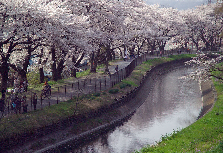 羽村市の玉川上水沿いに桜が咲く春の風景