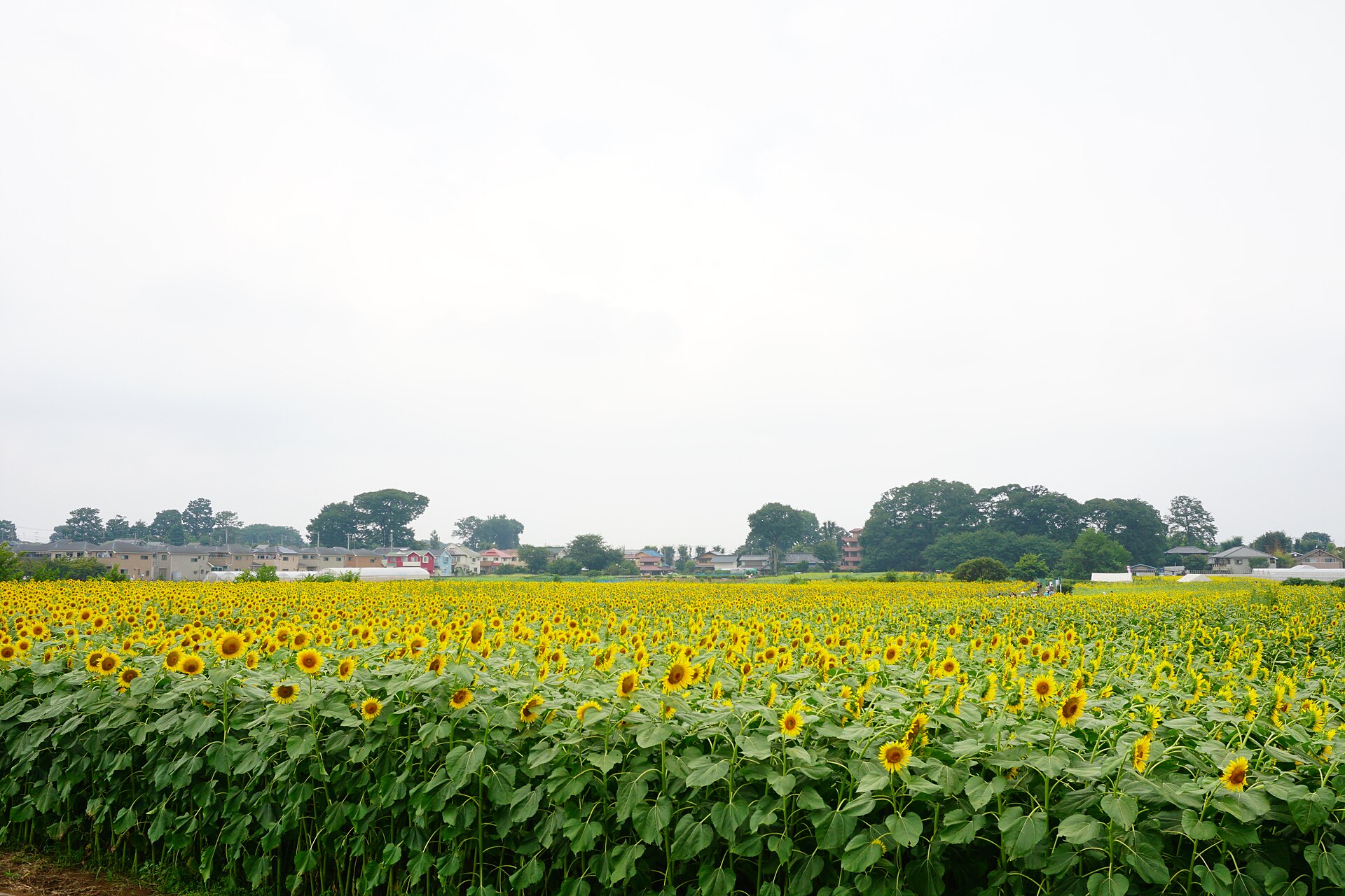 清瀬市のひまわり畑を見渡す夏の風景