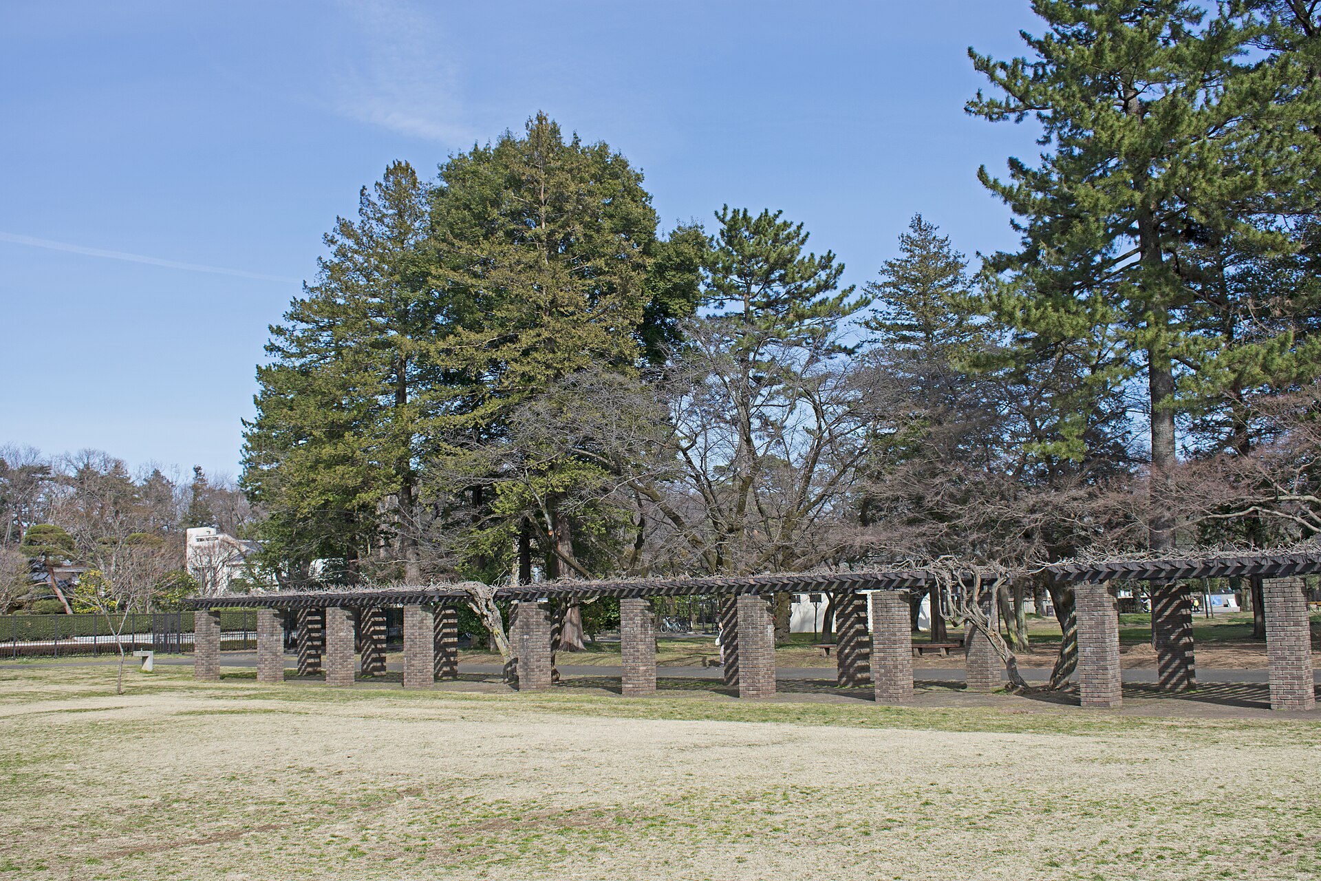 小金井市周辺の小金井公園に広がる緑の景色