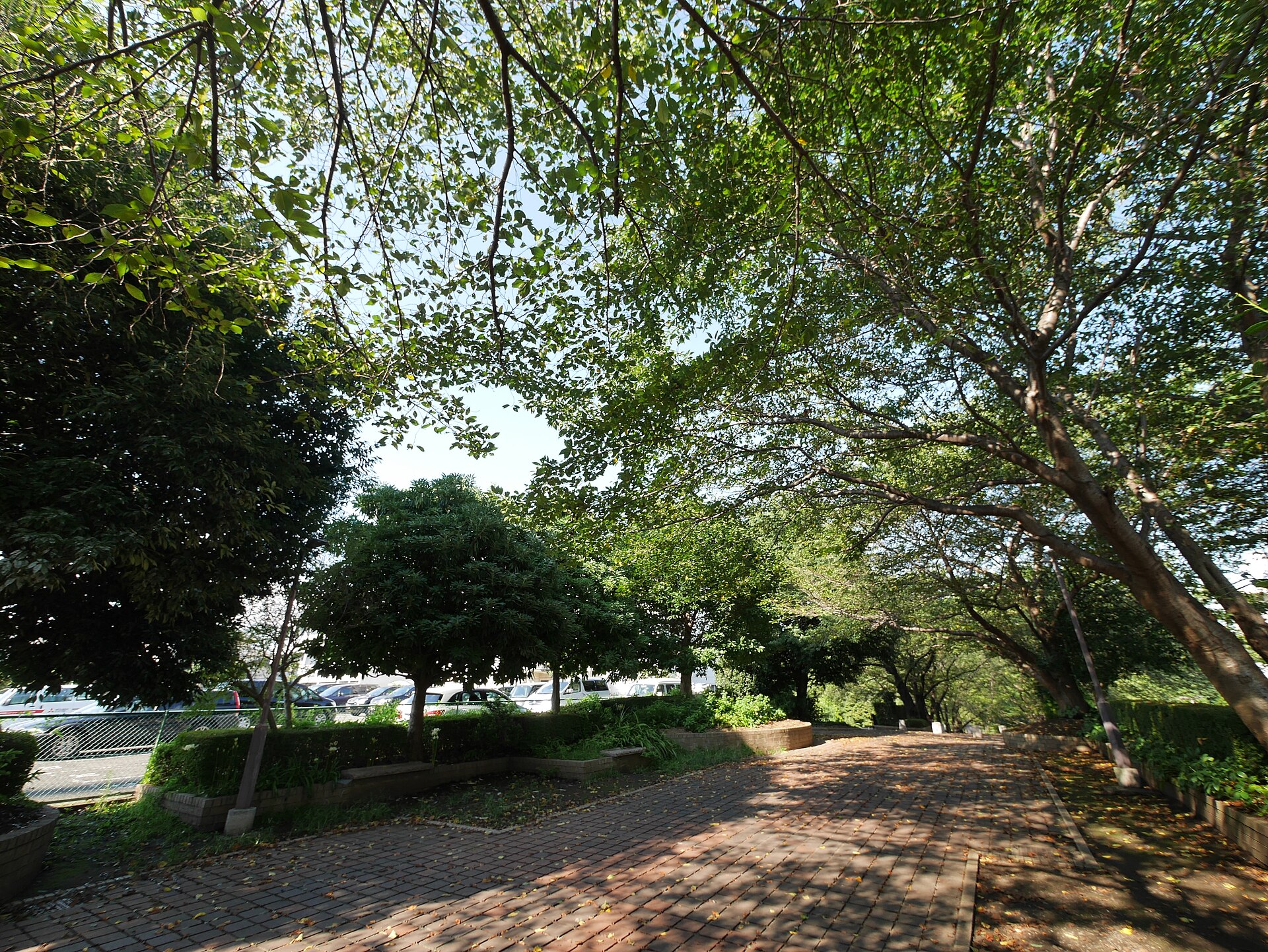 町田市の芹ヶ谷公園の緑と散策路
