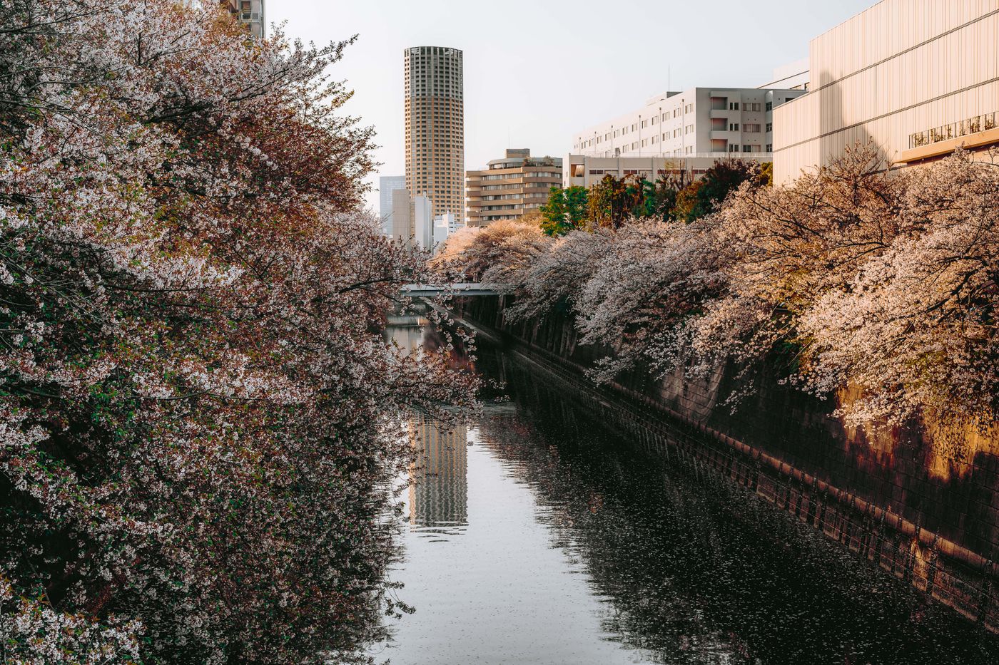 目黒川沿いに桜が咲く春の東京の景色