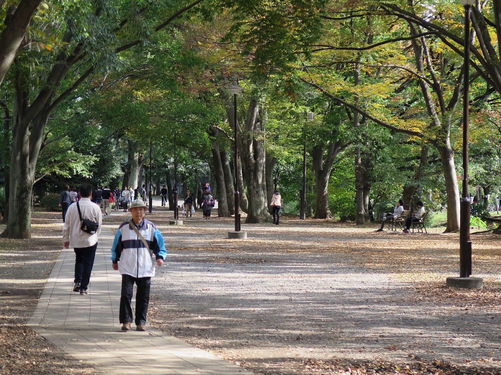 武蔵野市と三鷹市にまたがる井の頭恩賜公園の池と緑