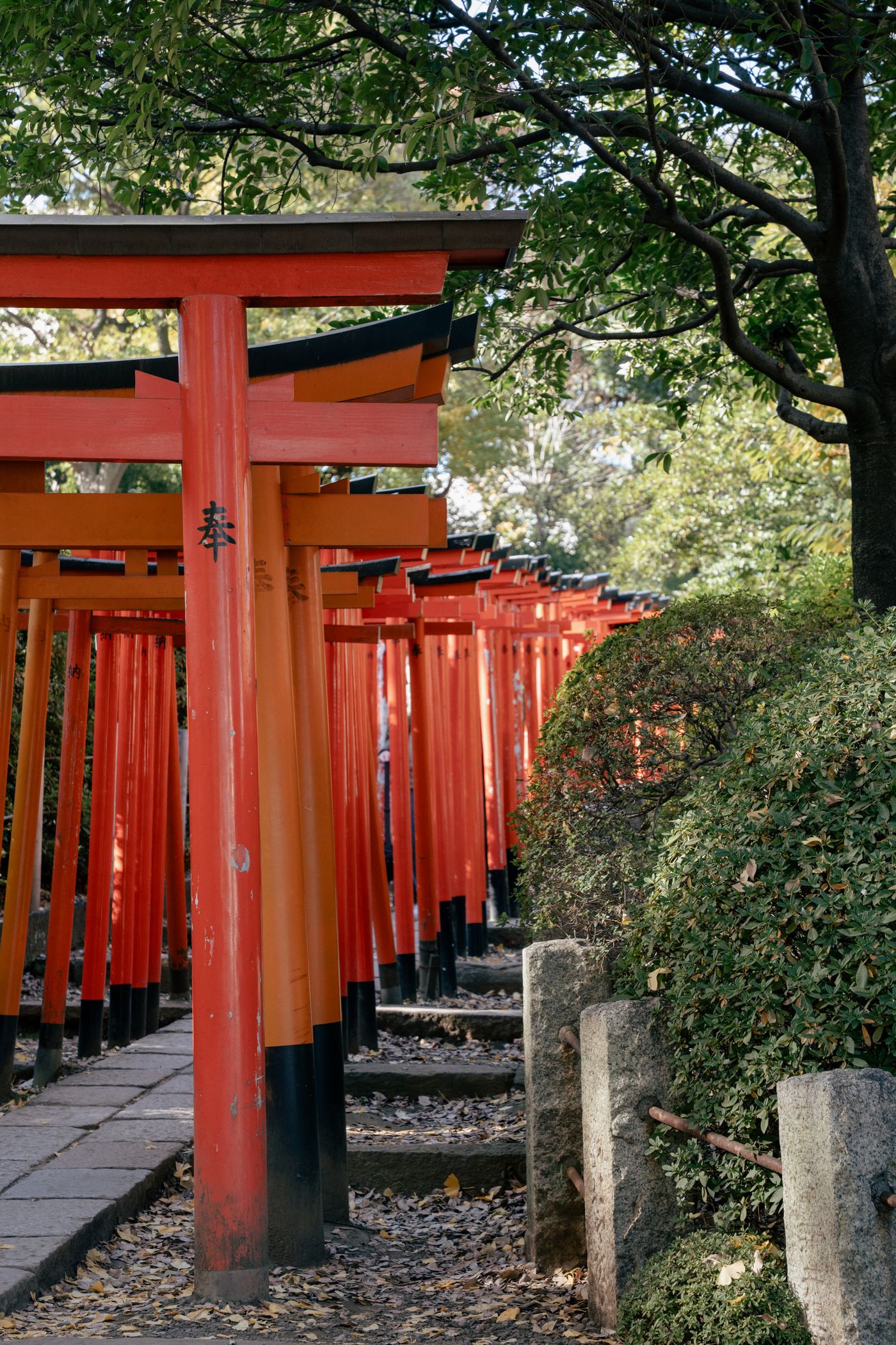 文京区の根津神社に並ぶ赤い鳥居