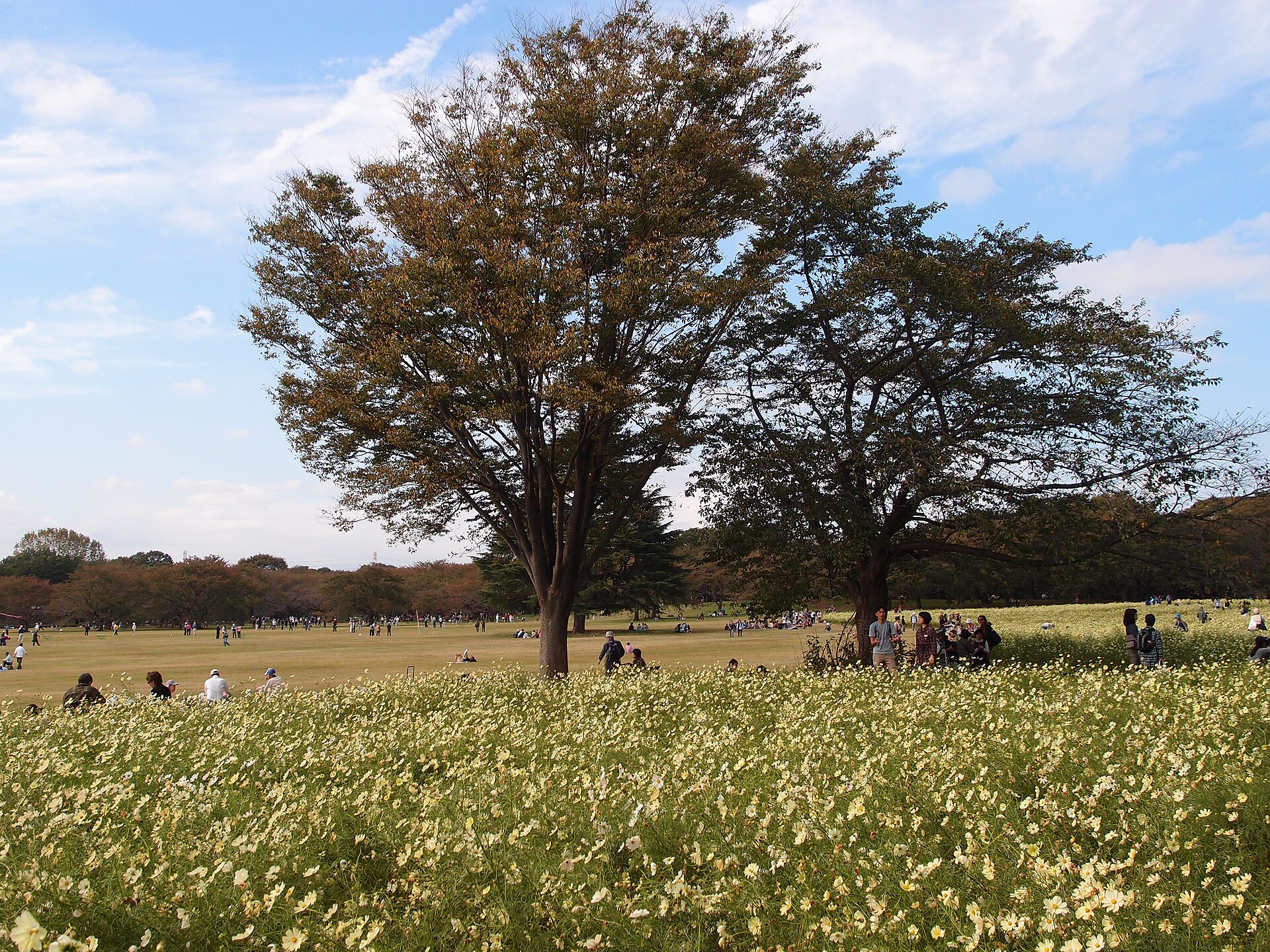 立川市の国営昭和記念公園に咲くコスモスの花畑
