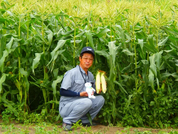 とうもろこし畑の生産者