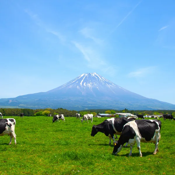 富士山麓の朝霧高原にいる牛