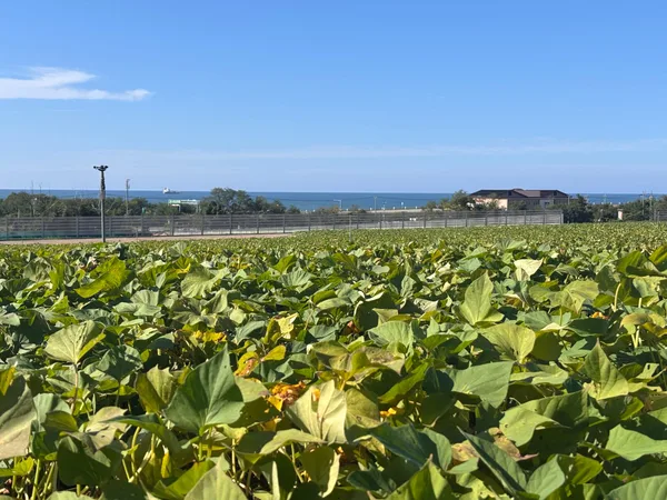 五郎島地区の素材イメージ