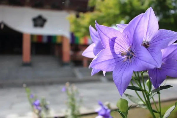 プランの3つのこだわりの紹介に掲載された画像