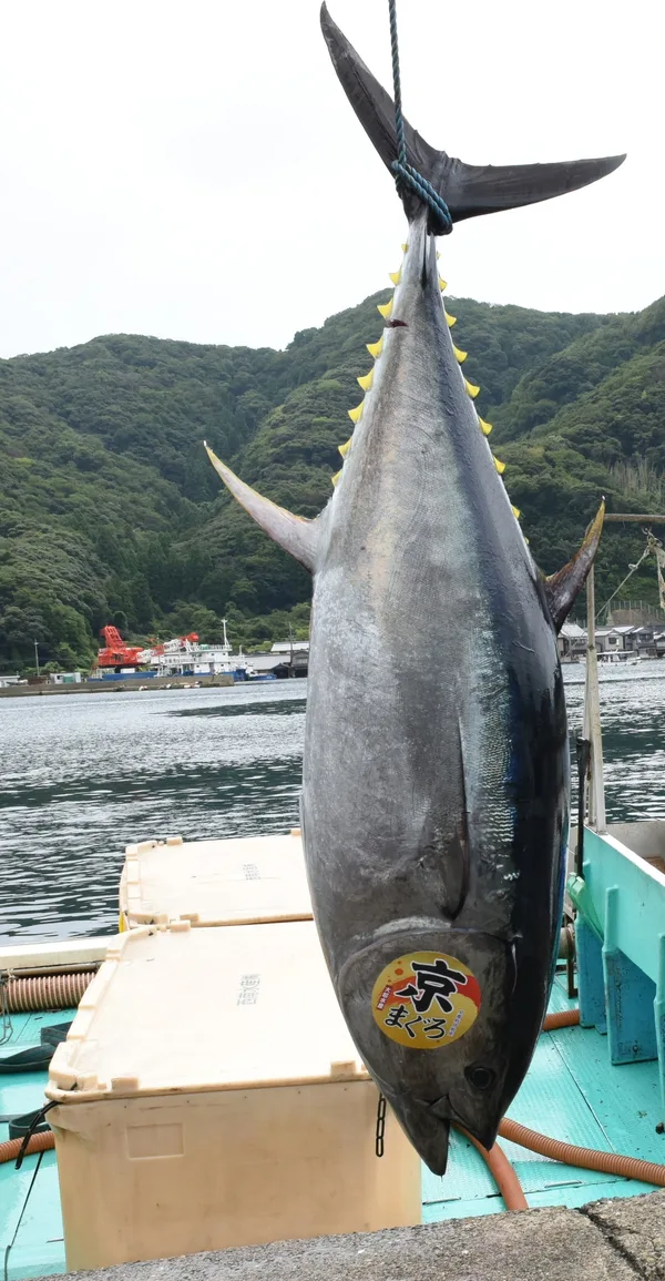 伊根湾での京まぐろ水揚げ様子