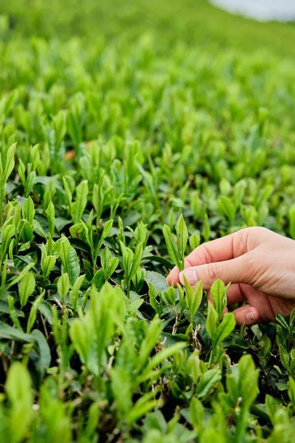 デュシタニ京都の京都の茶文化をテーマにしたプログラムの紹介に掲載された画像