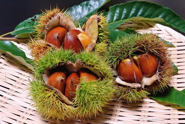 信州の秋の栗の紹介に掲載された画像