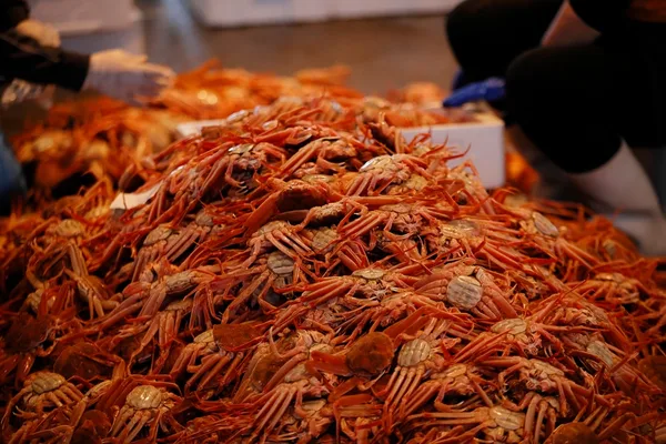 橋立漁港で水揚げされた魚介を選別する様子