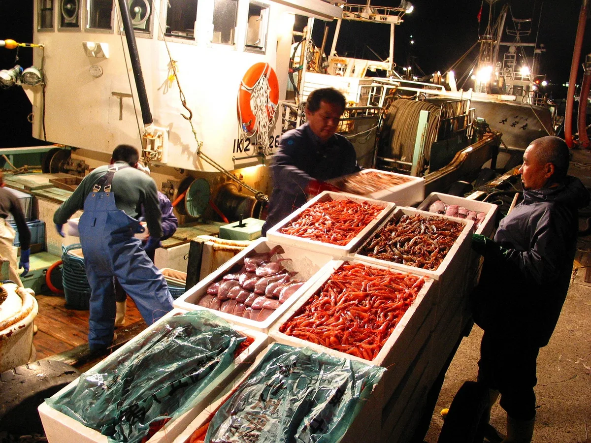橋立漁港で魚介を水揚げし仕分けする様子