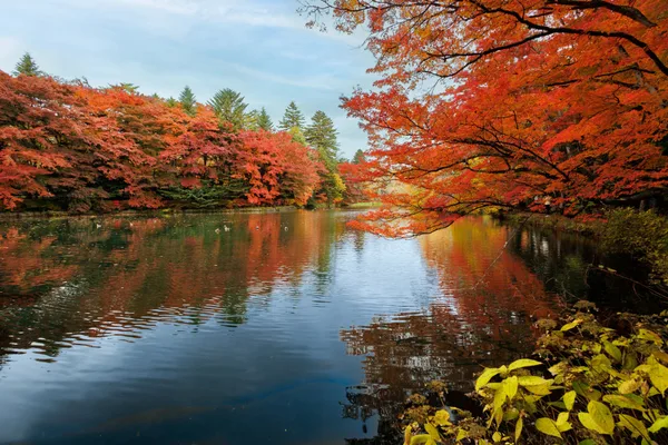 紅葉に囲まれた水辺の風景